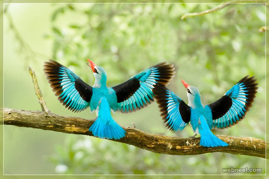 kingfishers