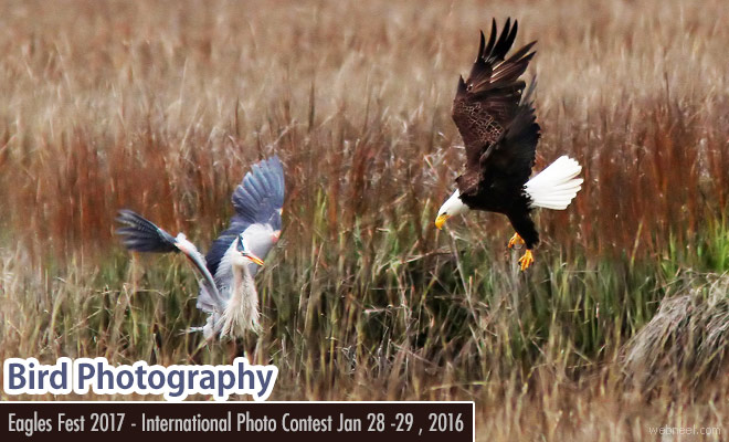 International Photography Contest - Annual Eagle Fest 2017 Starts on January 28, 2017