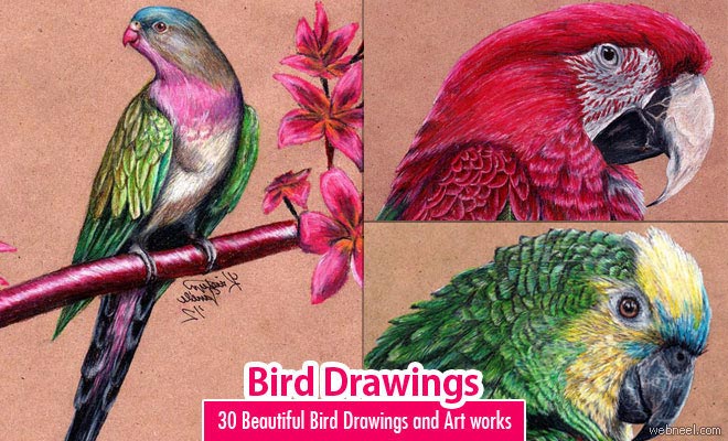 40 Beautiful Bird Drawings and Art works for your inspiration
