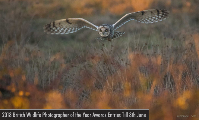 British Wildlife Photography Contest - Entries Due by 8 June 2018
