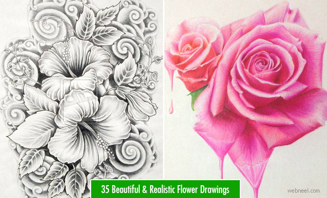 45 Beautiful Flower Drawings and Realistic Color Pencil Drawings