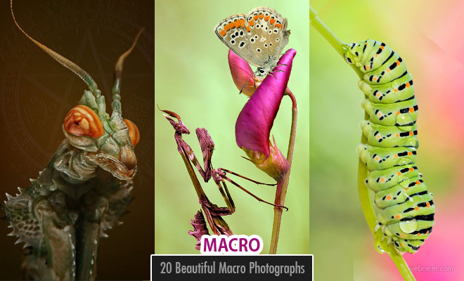 100 Beautiful Macro Photography examples and ideas - Part 4
