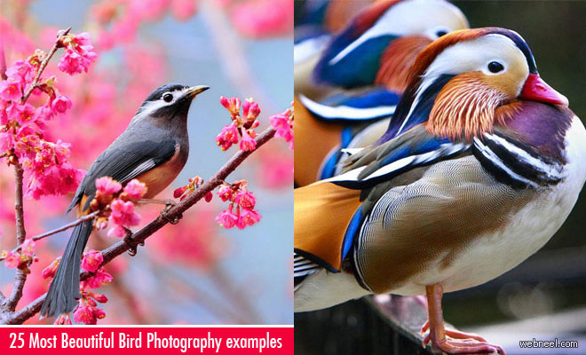 25 Most Beautiful Bird Photography Examples and Tips for Photographers