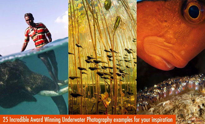 25 Incredible Award Winning Underwater Photography Examples