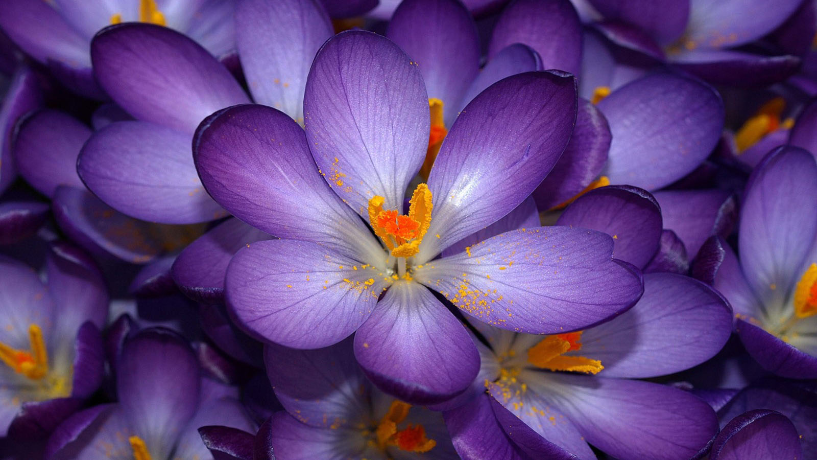 flower wallpaper 18