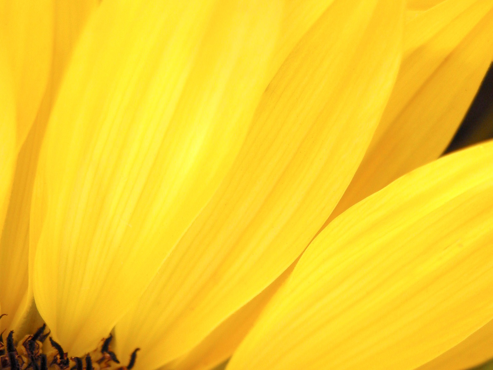 flower wallpaper 22
