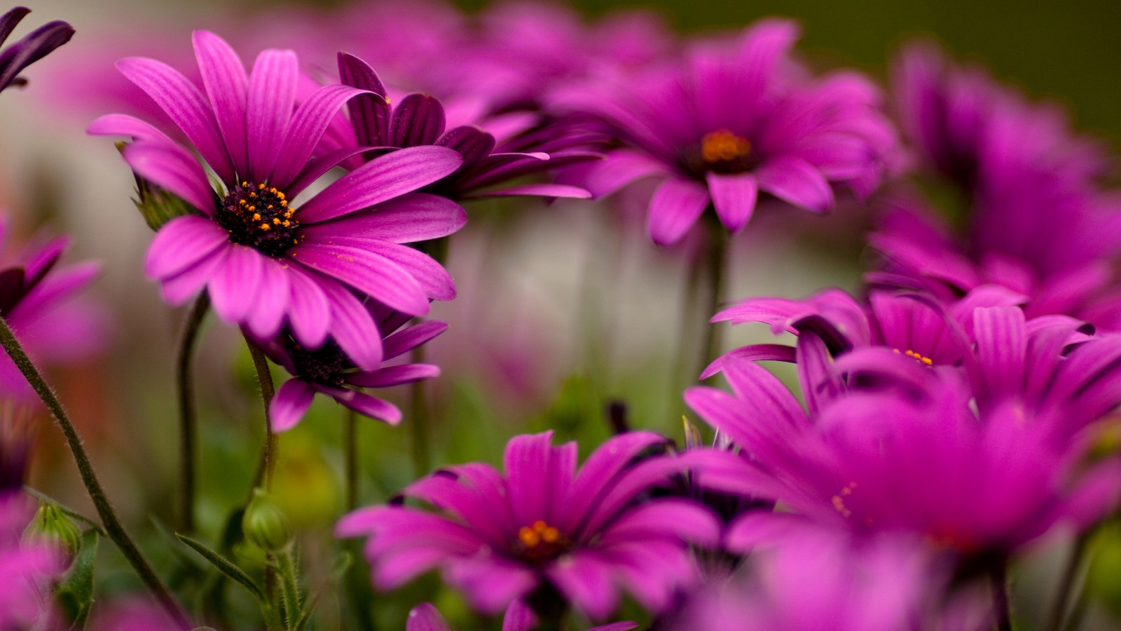 flower wallpaper 4