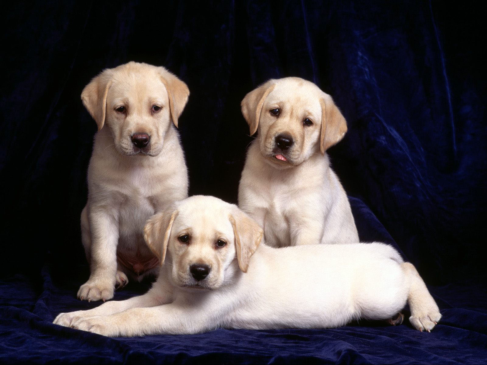 dogs wallpaper