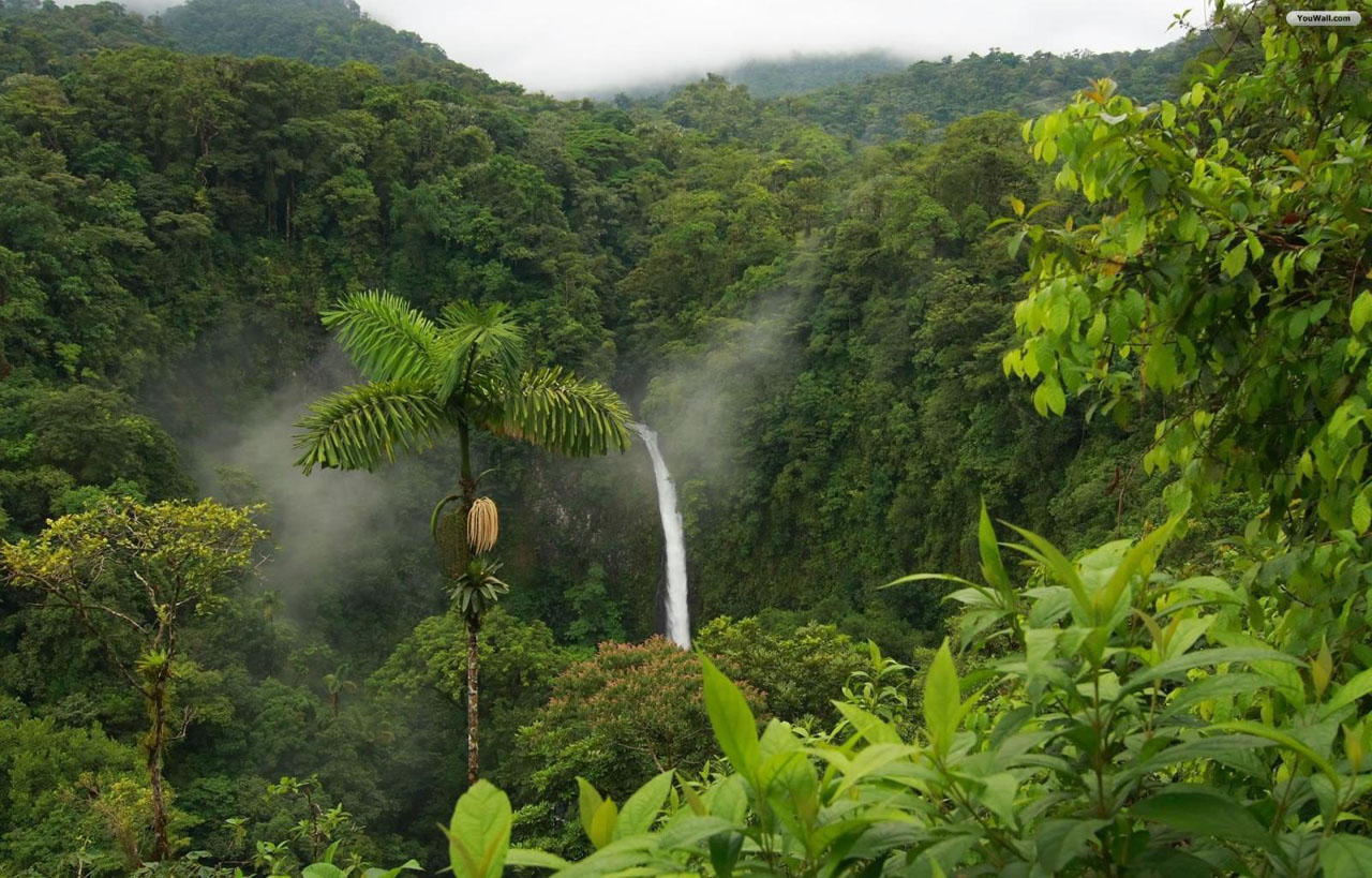 forest wallpaper 4