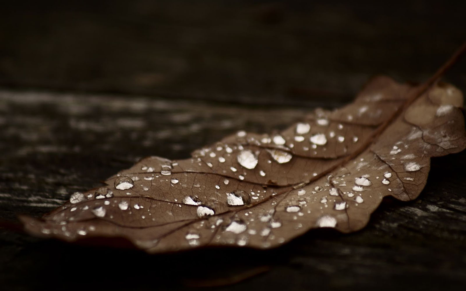 black wallpaper leaf 4