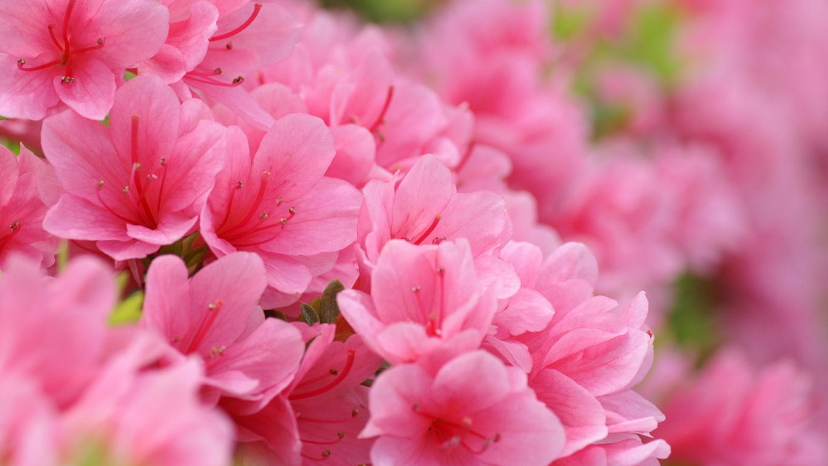 pink wallpaper 1