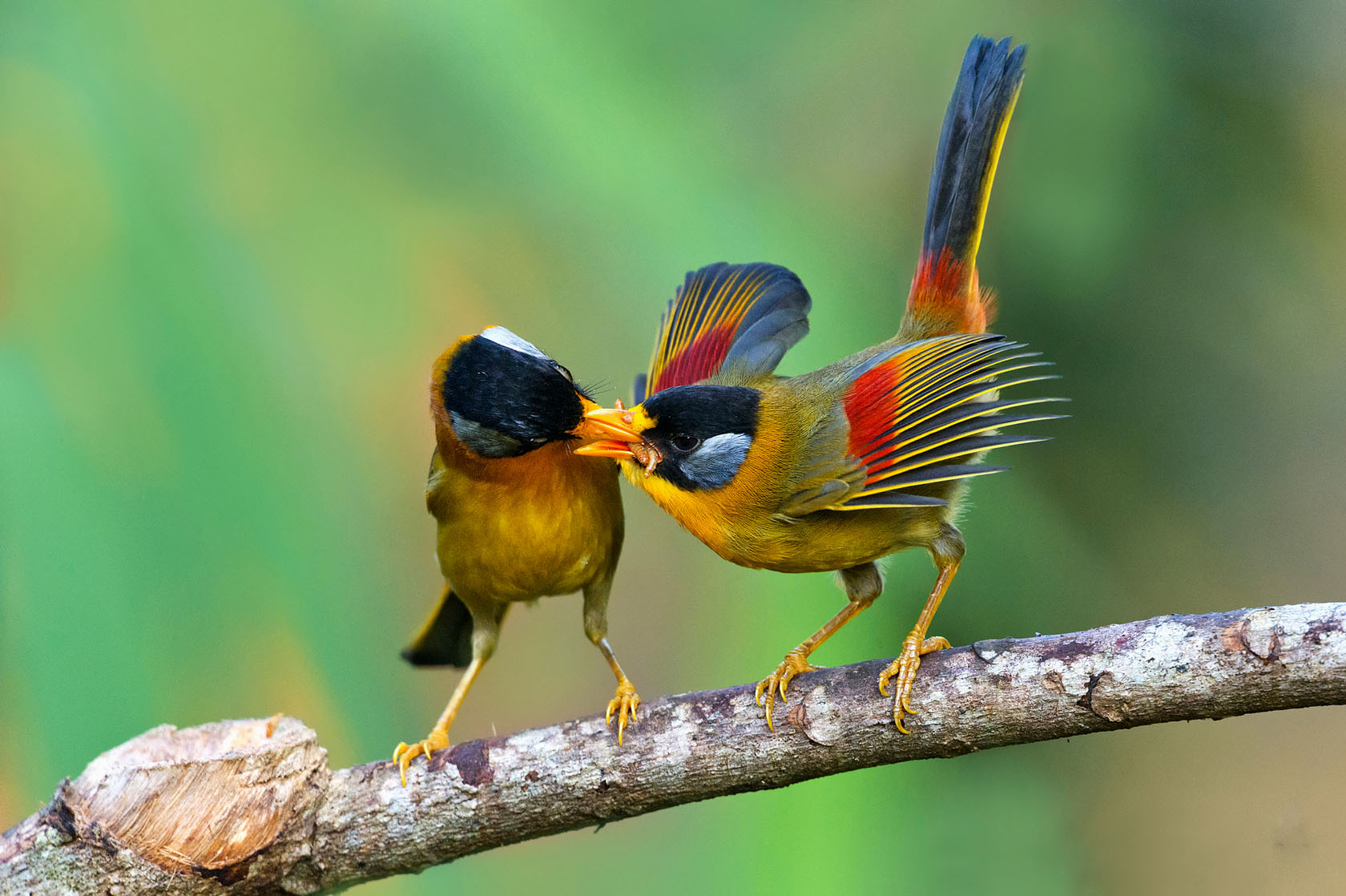 bird wallpaper 10