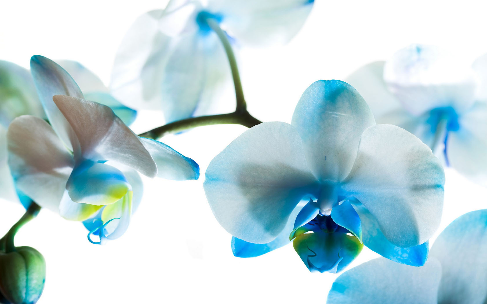 blue wallpaper 12