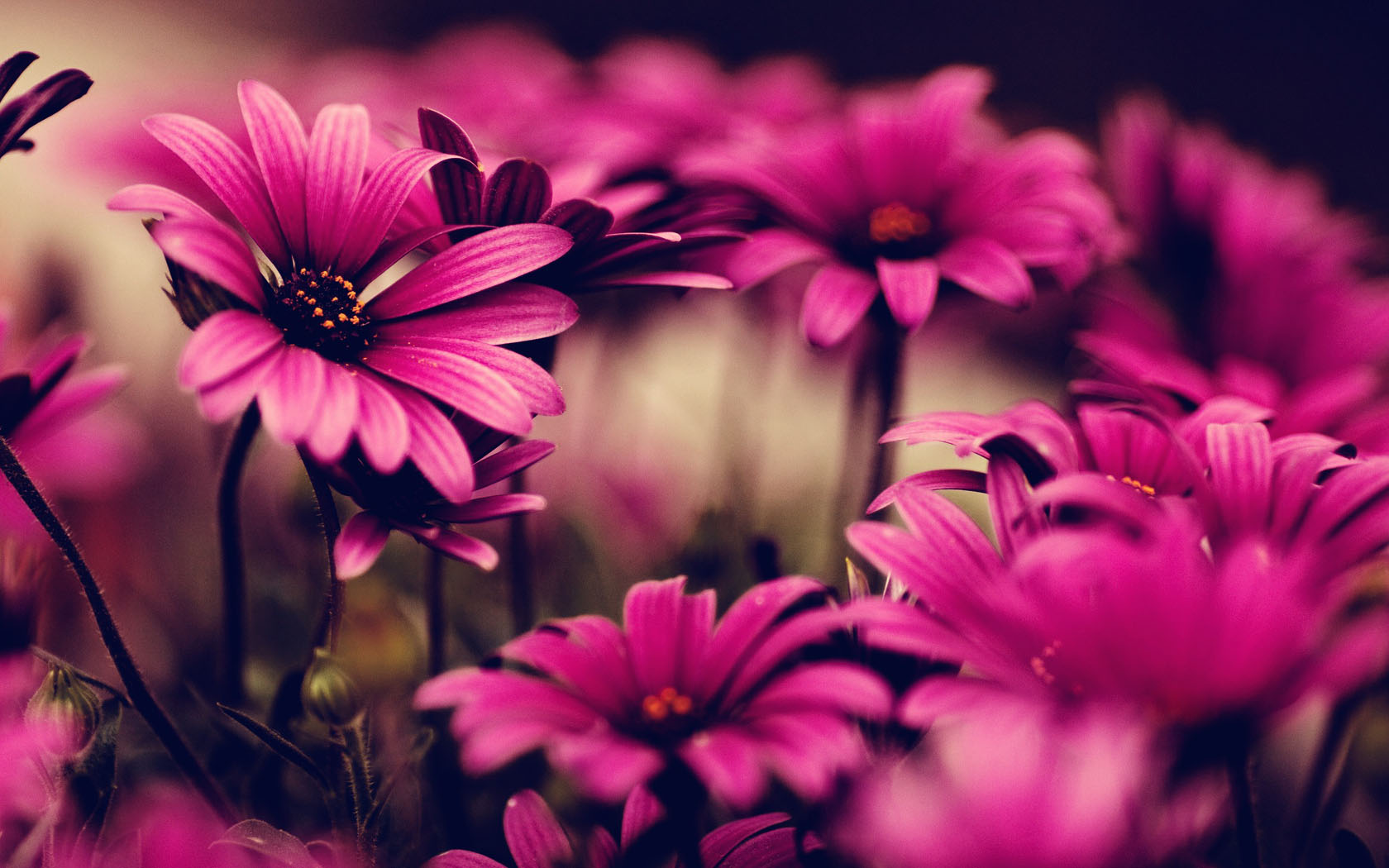 pink wallpaper 2