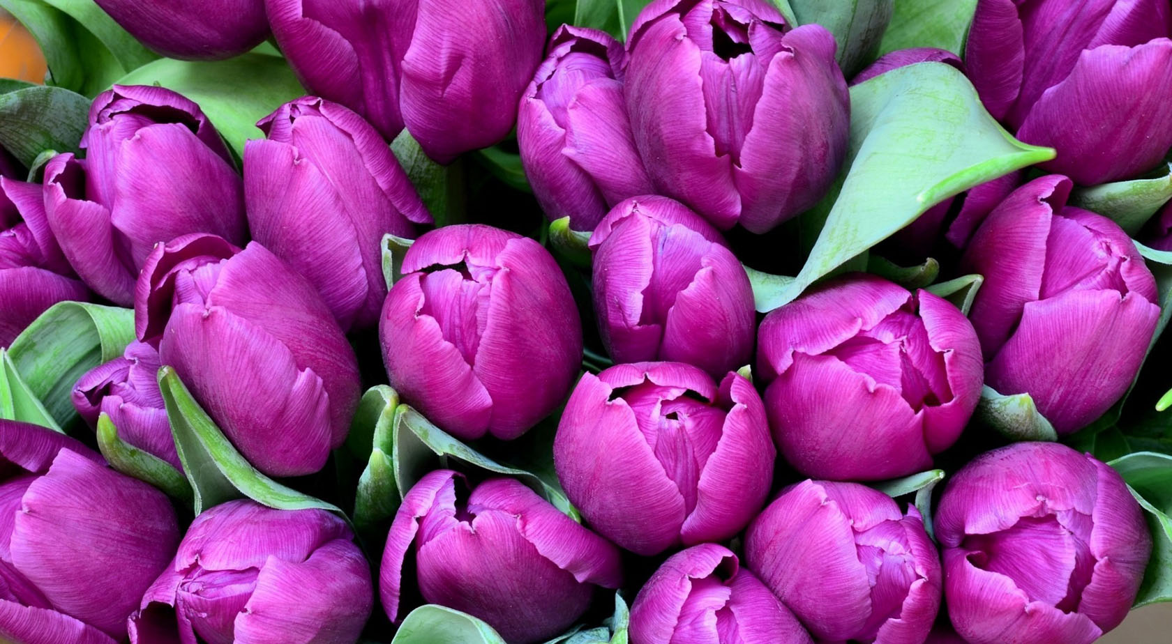 purple wallpaper 3
