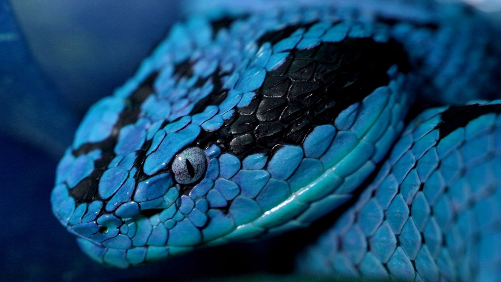 blue wallpaper snake 5