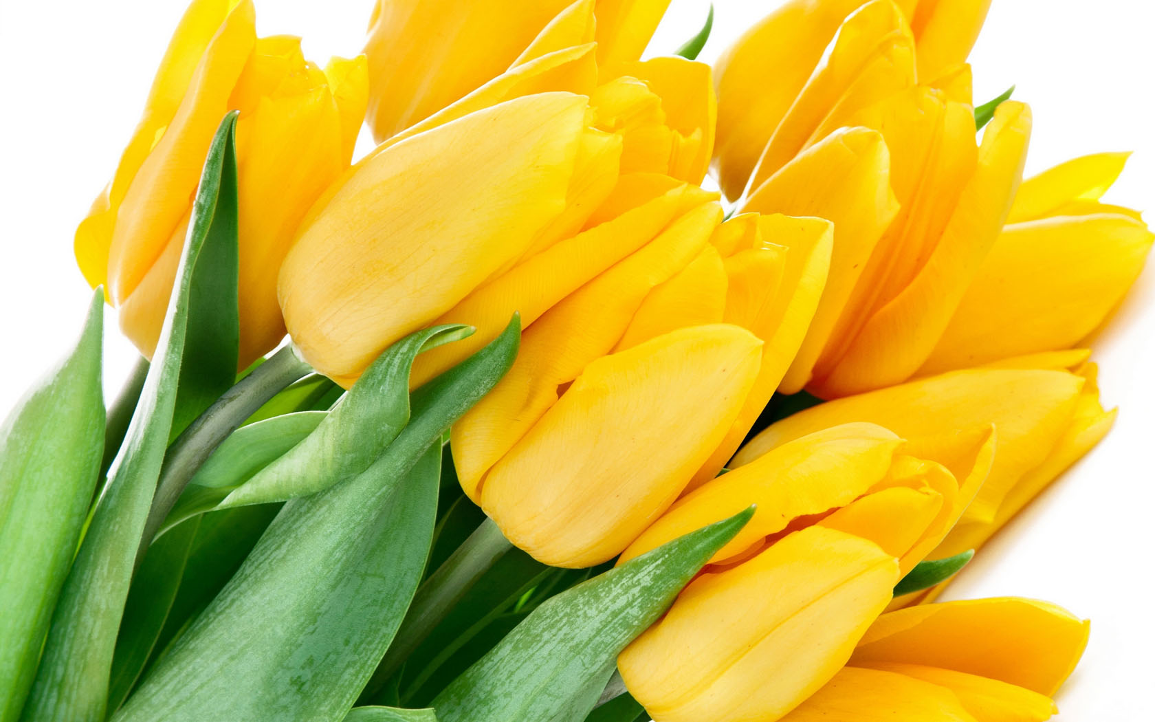 yellow wallpaper 5