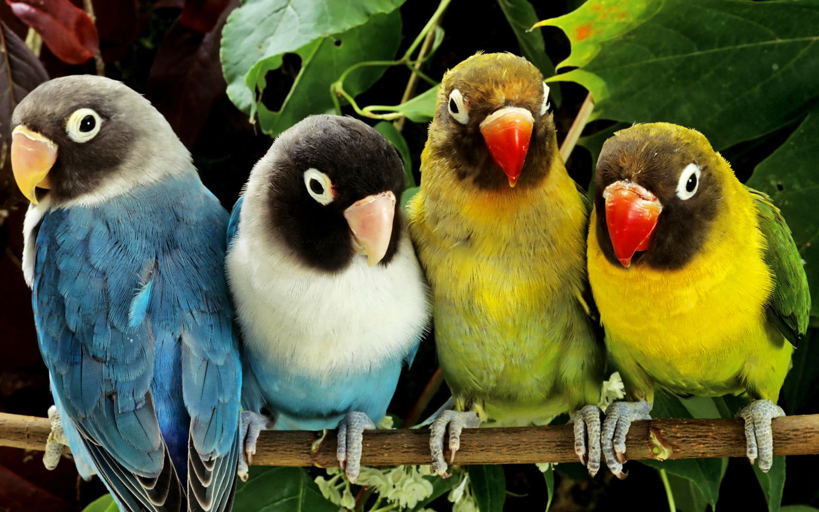bird wallpaper 8