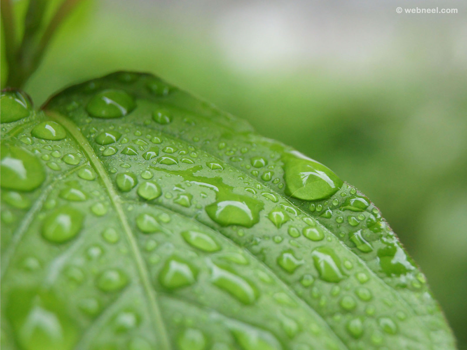 rain wallpaper leaf 5